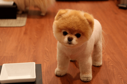 boo the world s cutest dog currently has over 8 356 500 facebook likes over 143 200 instagram followers 2 books a cuddly toy and is the most popular - most followed dog instagram